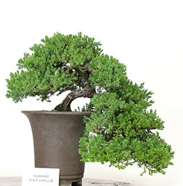 Staked Green Mound Japanese Garden Juniper