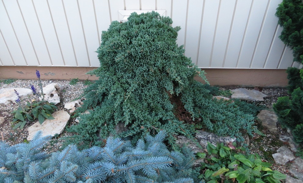 Staked Green Mound Japanese Garden Juniper