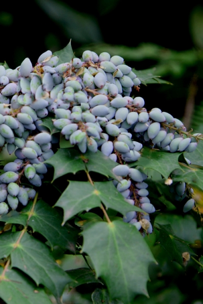 Grapeberry Leatherleaf Mahonia