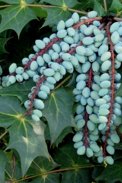 Grapeberry Leatherleaf Mahonia