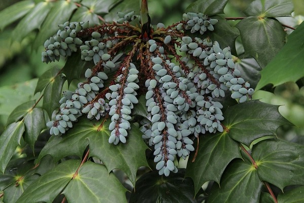 Grapeberry Leatherleaf Mahonia