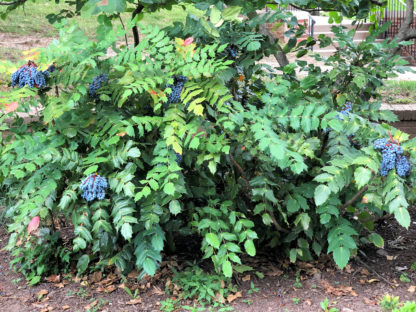 Grapeberry Leatherleaf Mahonia