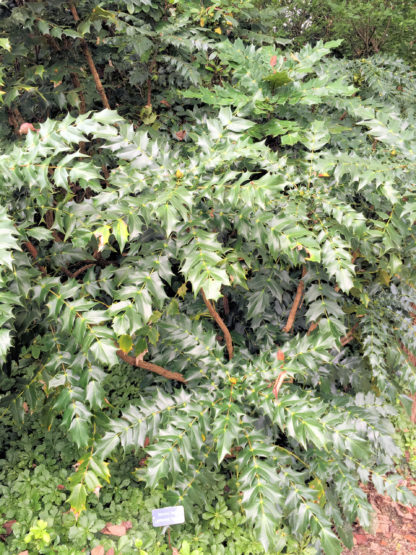 Grapeberry Leatherleaf Mahonia