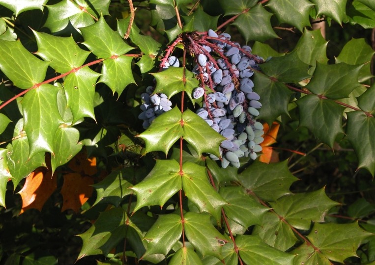 Grapeberry Leatherleaf Mahonia