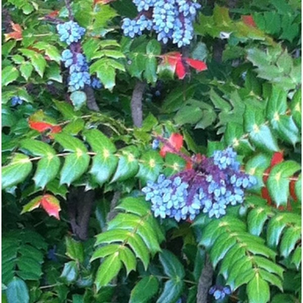 Grapeberry Leatherleaf Mahonia