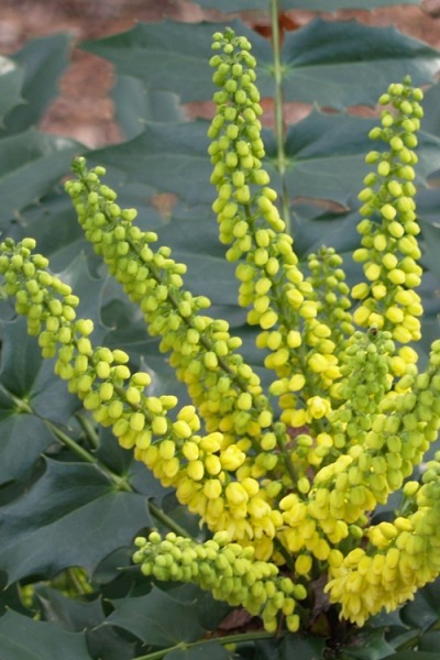 Grapeberry Leatherleaf Mahonia