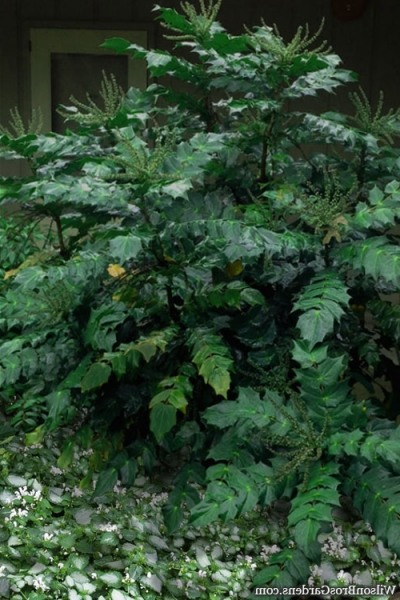 Grapeberry Leatherleaf Mahonia