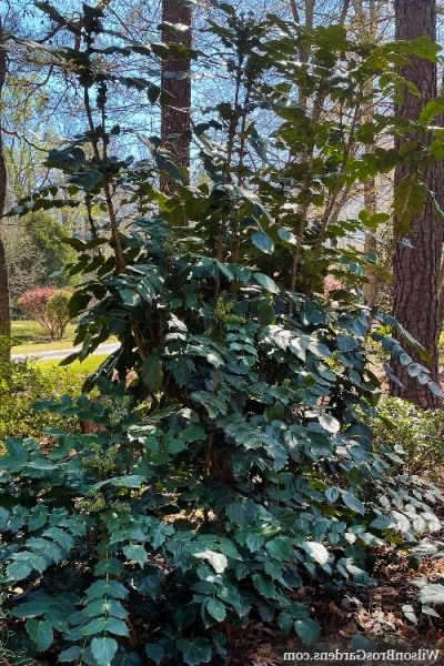 Grapeberry Leatherleaf Mahonia
