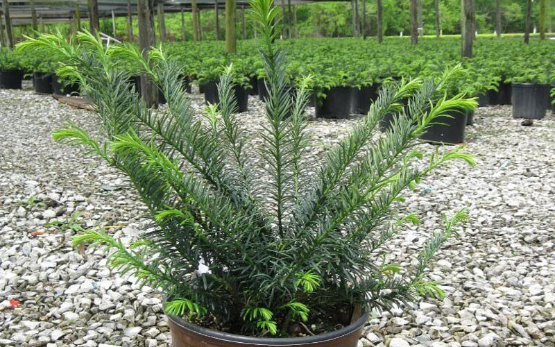 Yewtopia Plum Yew