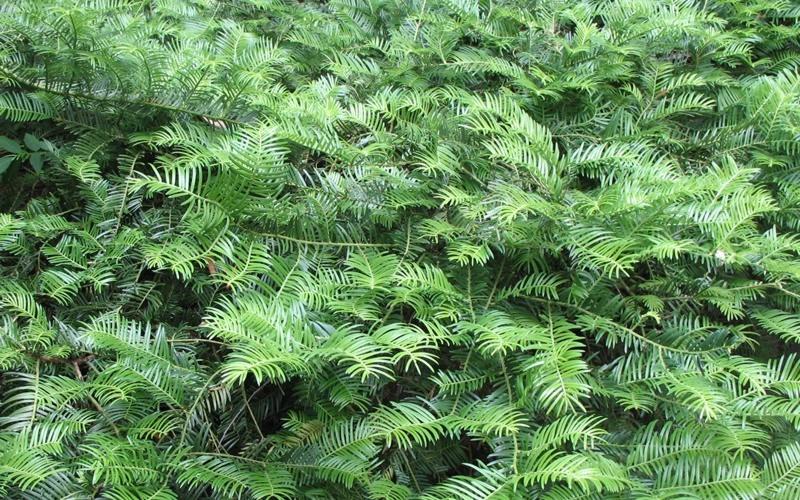 Yewtopia Plum Yew