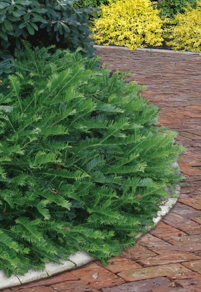 Yewtopia Plum Yew