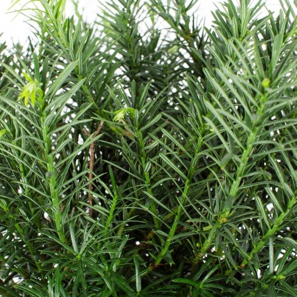 Yewtopia Plum Yew