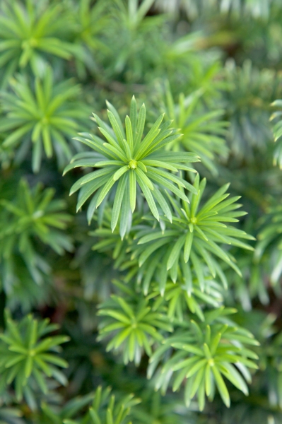 Yewtopia Plum Yew