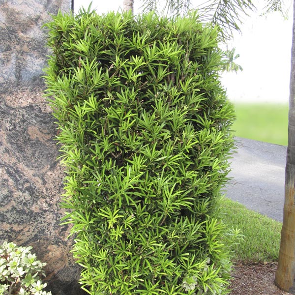 Podocarpus Macrophyllus Upright Yew