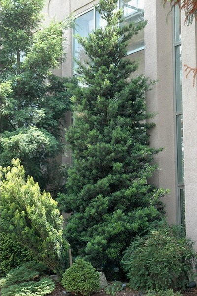 Podocarpus Macrophyllus Upright Yew
