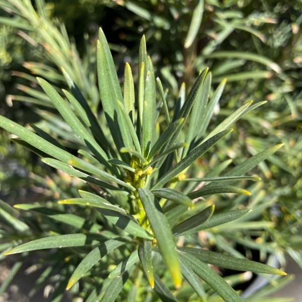 Podocarpus Macrophyllus Upright Yew