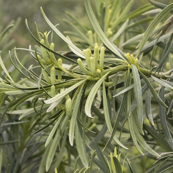 Podocarpus Macrophyllus Upright Yew