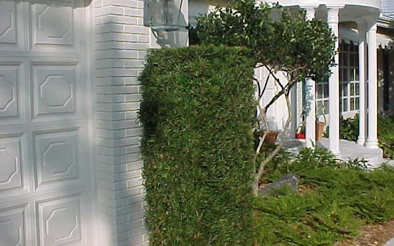 Podocarpus Macrophyllus Upright Yew