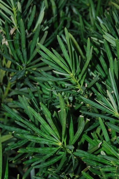 Podocarpus Macrophyllus Upright Yew