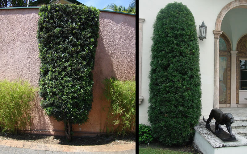 Podocarpus Macrophyllus Upright Yew