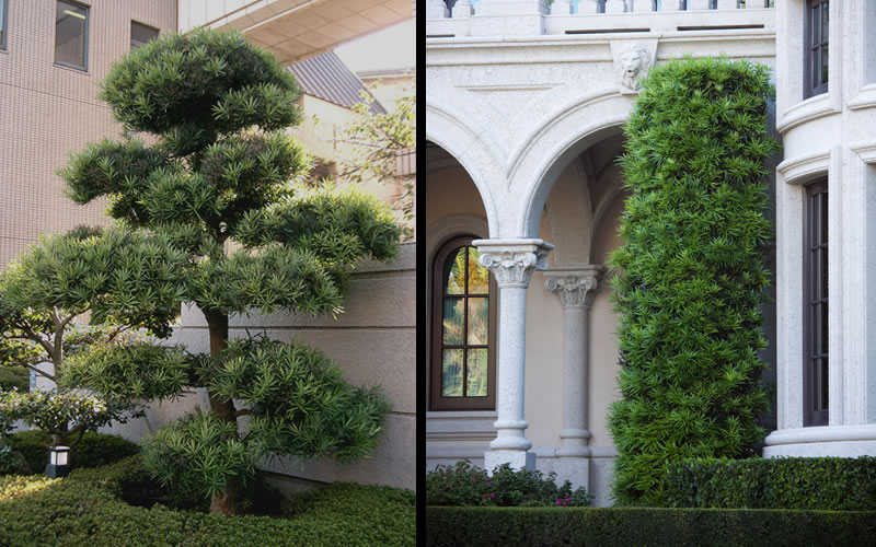 Podocarpus Macrophyllus Upright Yew