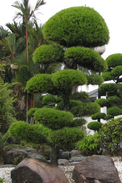 Podocarpus Macrophyllus Upright Yew