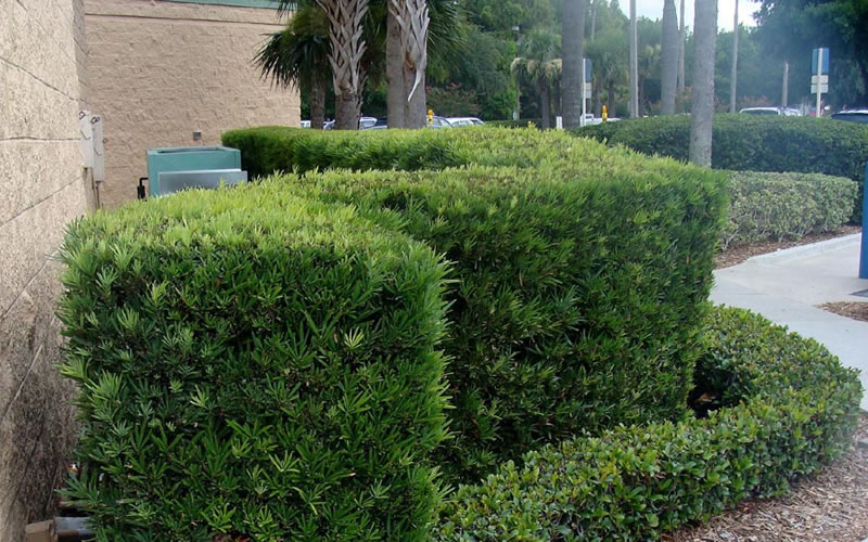 Podocarpus Macrophyllus Upright Yew