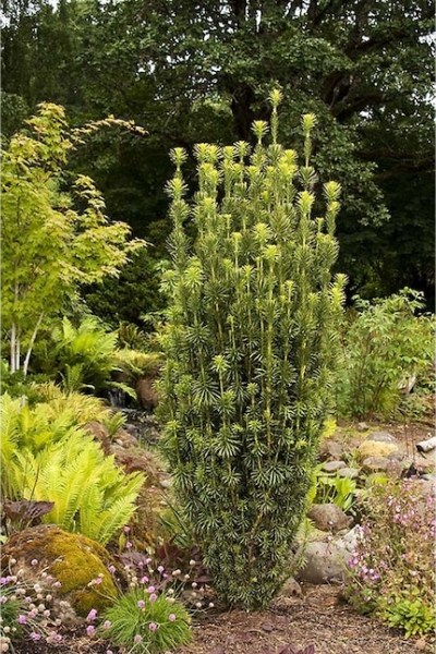 Upright Japanese Plum Yew