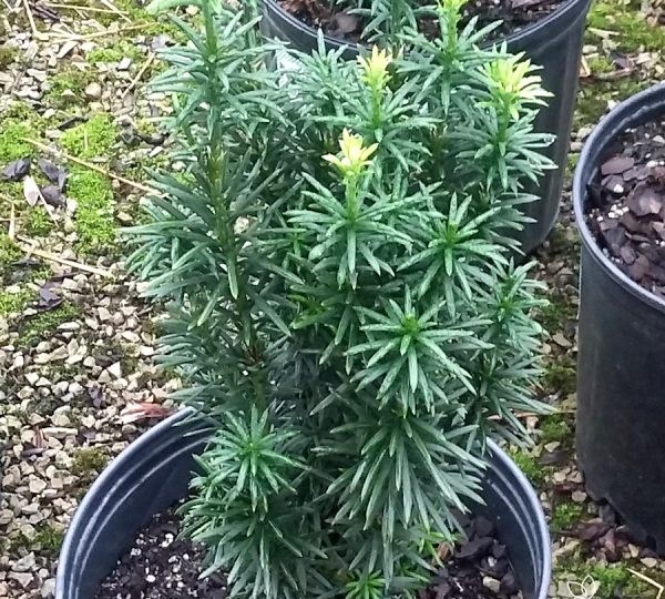 Upright Japanese Plum Yew