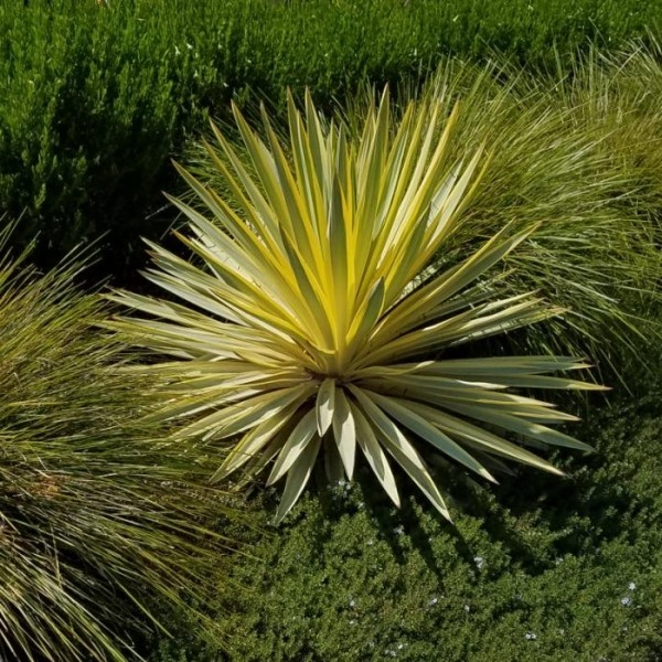 Bright Star Yucca