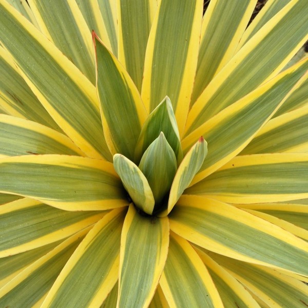 Bright Star Yucca