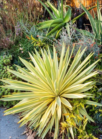 Bright Star Yucca
