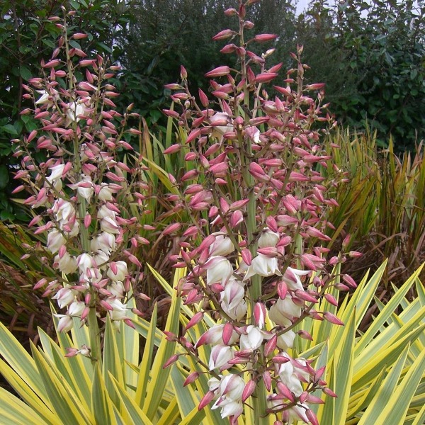 Bright Star Yucca