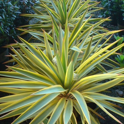 Bright Star Yucca