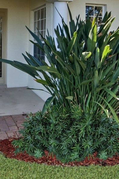 Pringles Dwarf Podocarpus Yew