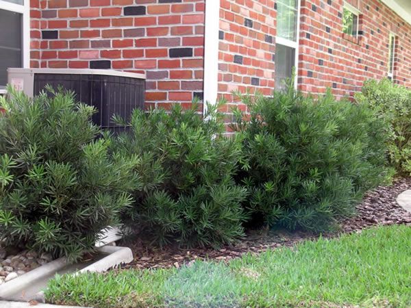 Pringles Dwarf Podocarpus Yew