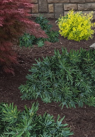 Pringles Dwarf Podocarpus Yew