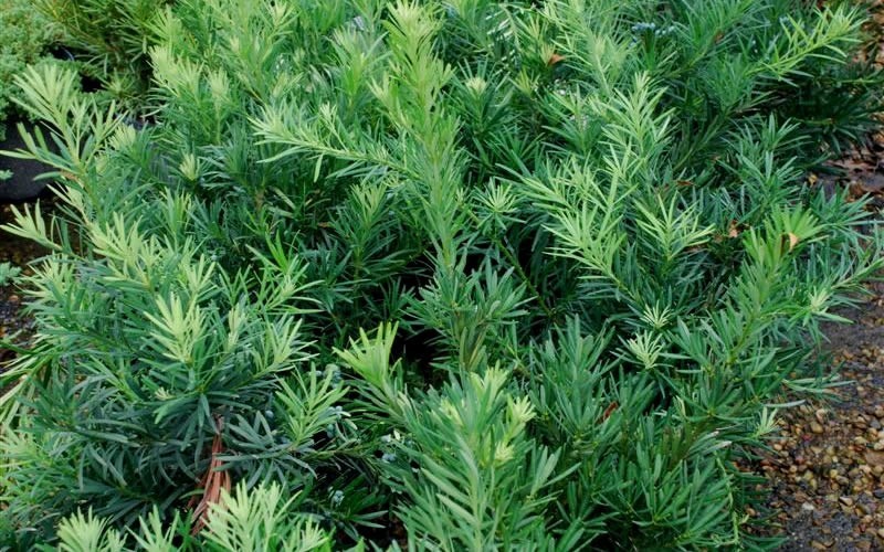 Pringles Dwarf Podocarpus Yew