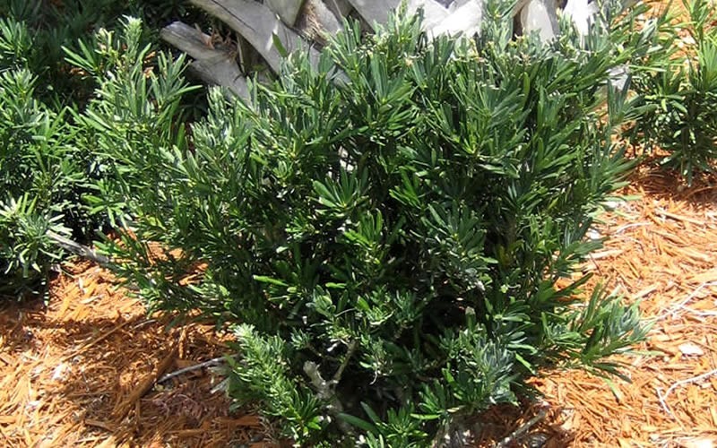 Pringles Dwarf Podocarpus Yew