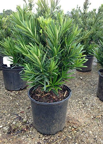 Pringles Dwarf Podocarpus Yew