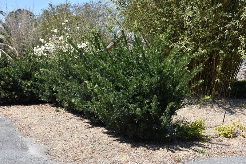 Pringles Dwarf Podocarpus Yew