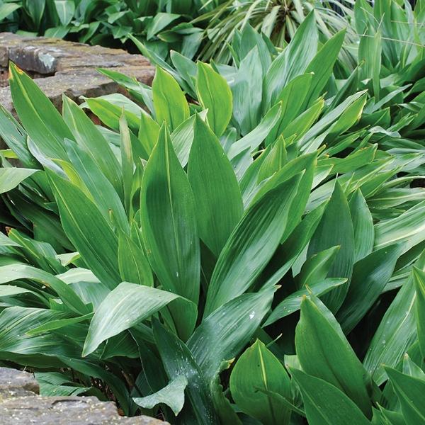 Cast Iron Plant