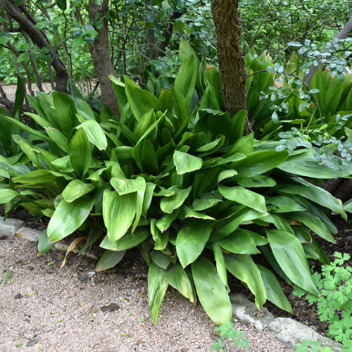 Cast Iron Plant