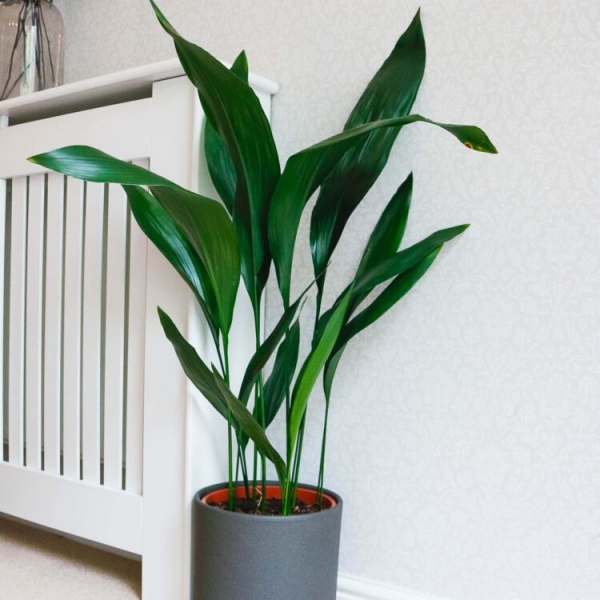 Cast Iron Plant
