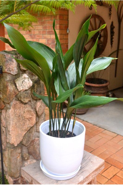 Cast Iron Plant