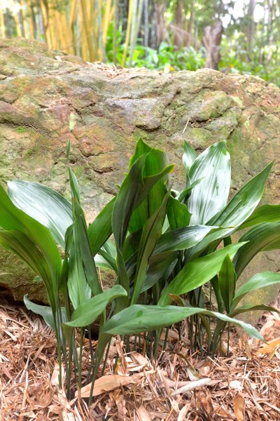 Cast Iron Plant