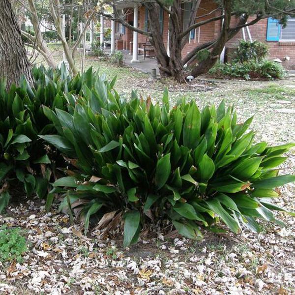 Cast Iron Plant