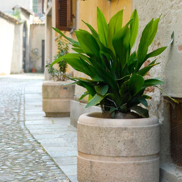 Cast Iron Plant