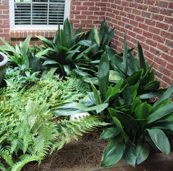 Cast Iron Plant