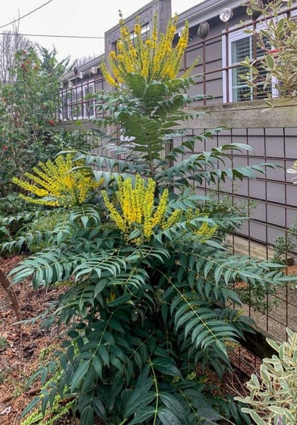 Marvel Mahonia